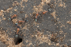 Iridomyrmex sanguineus