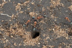 Iridomyrmex sanguineus