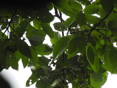 Ficus albipila