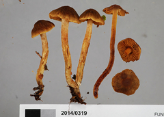 Aureonarius caryotoides