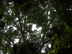 Ficus albipila