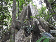 Ficus albipila