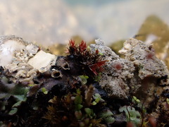 Ptychostomum pallens