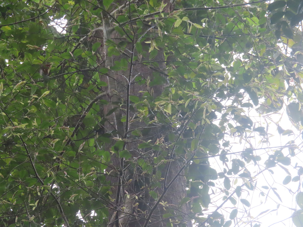 Ficus caulocarpa (Ficus caulocarpa)