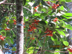 Ficus drupacea