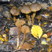 Cortinarius Sect. Limonii - Photo (c) Jerry Cooper, some rights reserved (CC BY), uploaded by Jerry Cooper