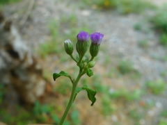 Cyanthillium cinereum