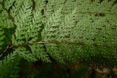 Leptolepia novae-zelandiae