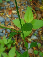 Cyanthillium cinereum