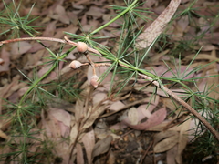 Asparagus horridus