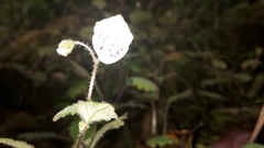 Jovellana repens