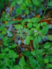 Cyanthillium cinereum