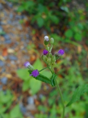 Cyanthillium cinereum