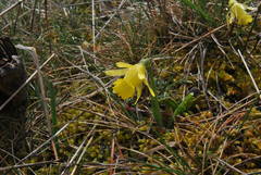 Narcissus minor asturiensis