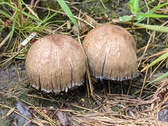 Coprinopsis atramentaria
