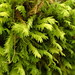 Tree-skirt Moss - Photo (c) Stefan Gey, some rights reserved (CC BY-NC), uploaded by Stefan Gey