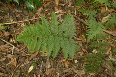 Leptolepia novae-zelandiae