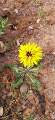 Reichardia