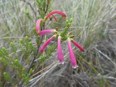 Erica diaphana