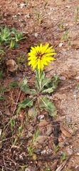 Reichardia