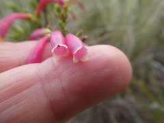 Erica diaphana