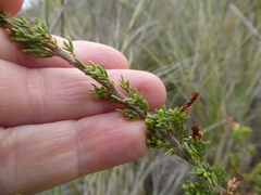 Erica diaphana