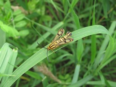 Chamaesphecia tenthrediniformis