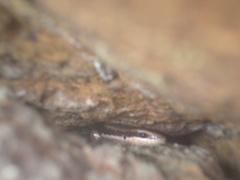 Marisora