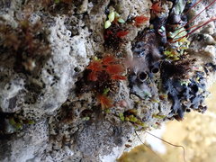 Ptychostomum pallens