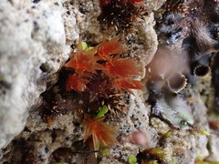 Ptychostomum pallens