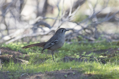 Drymodes brunneopygia
