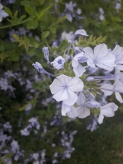 Plumbago auriculata