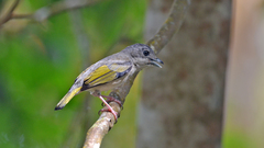 Pteruthius aeralatus