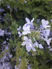 Plumbago auriculata