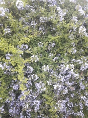 Plumbago auriculata