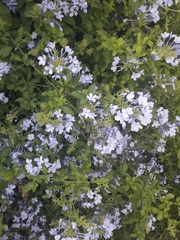 Plumbago auriculata