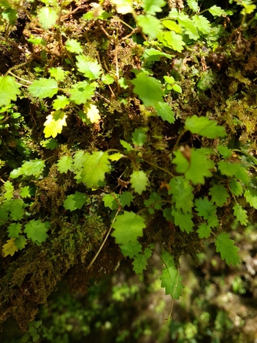 Image of Jovellana Repens (Jovellana repens) by no rights reserved