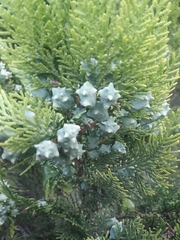 Platycladus orientalis