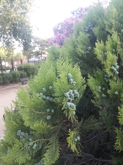 Platycladus orientalis