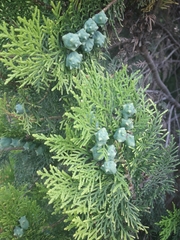 Platycladus orientalis