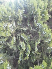 Platycladus orientalis