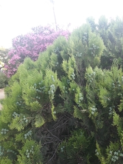 Platycladus orientalis