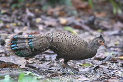 Polyplectron malacense