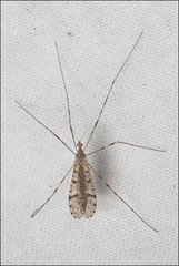 Epiphragma hardyi