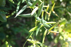 Asparagus volubilis