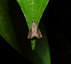 Hypena abjectalis