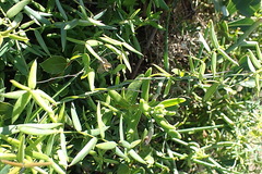 Asparagus volubilis