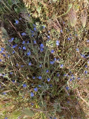 Lithodora