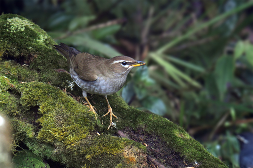 Grey-sided Thrush