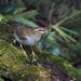 Turdus feae - Photo 由 Cheong Weng Chun 所上傳的 (c) Cheong Weng Chun，保留部份權利CC BY-NC